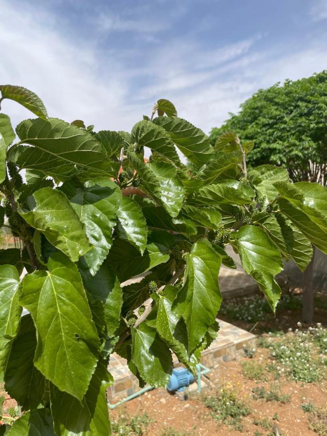 مزرعة النجم Najem Farm Villa Al-Qasr Buitenkant foto
